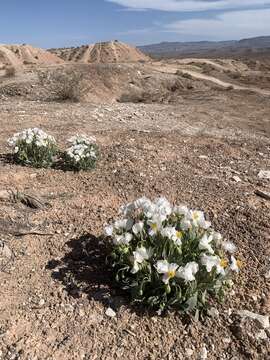 Image of common bearpoppy