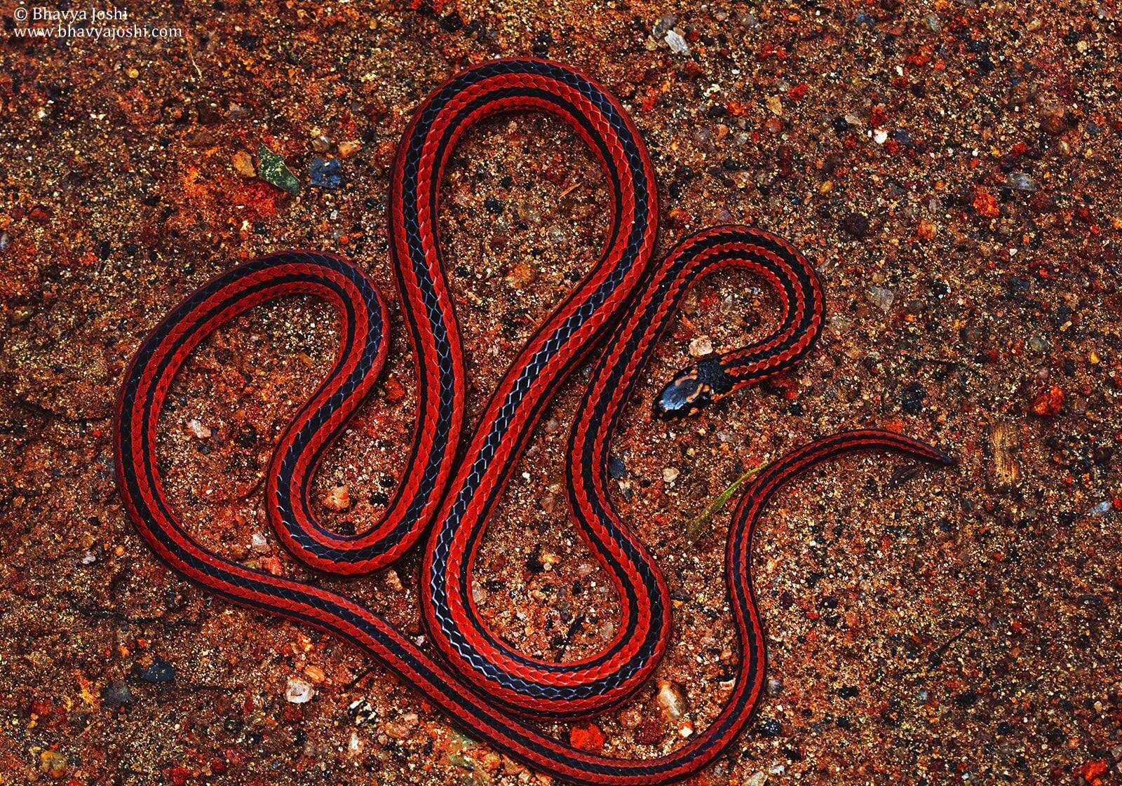 Image of Black Coral Snake