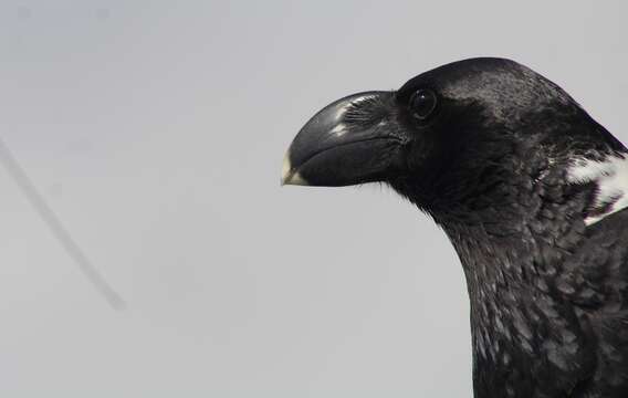 Image of White-necked Raven