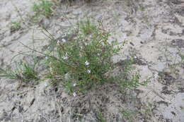 Image of Endostemon tenuiflorus (Benth.) M. R. Ashby