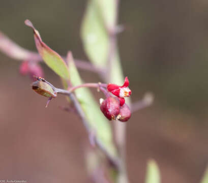 Image of Ximenia parviflora Benth.