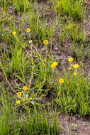 Image de Helichrysum aureum var. monocephalum (DC.) Hilliard