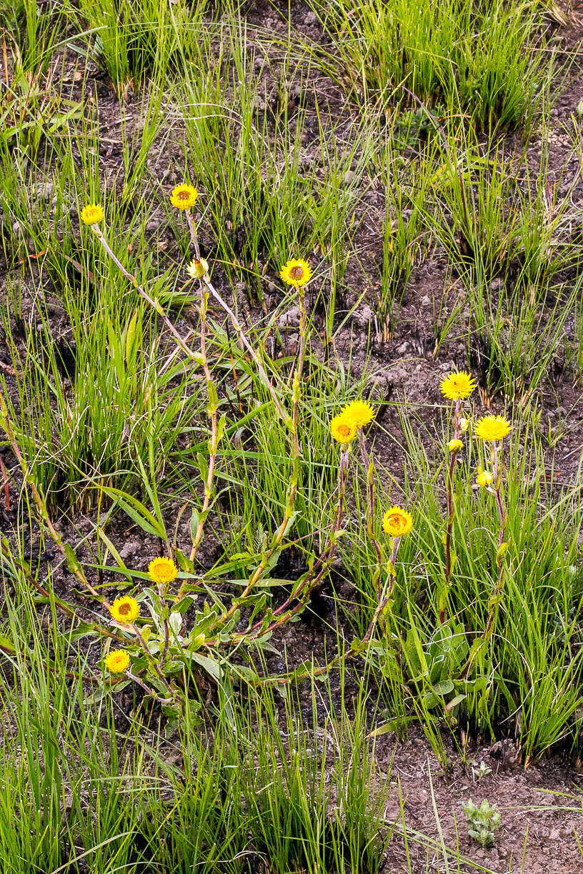 Image of Helichrysum aureum var. monocephalum (DC.) Hilliard