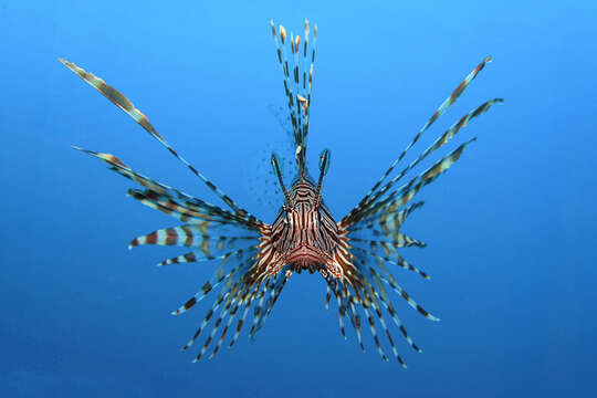 Image of Common lionfish