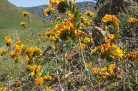 Image of green fiddleneck