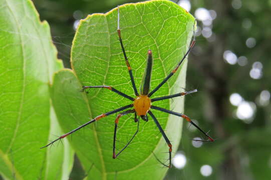 Image of Peucetia madagascariensis (Vinson 1863)