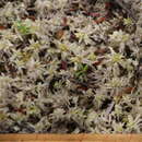 Sphagnum cristatum Hampe 1874的圖片