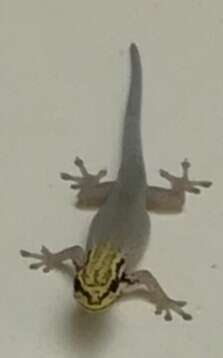 Image of painted dwarf gecko