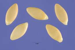 Image of West Indian gherkin
