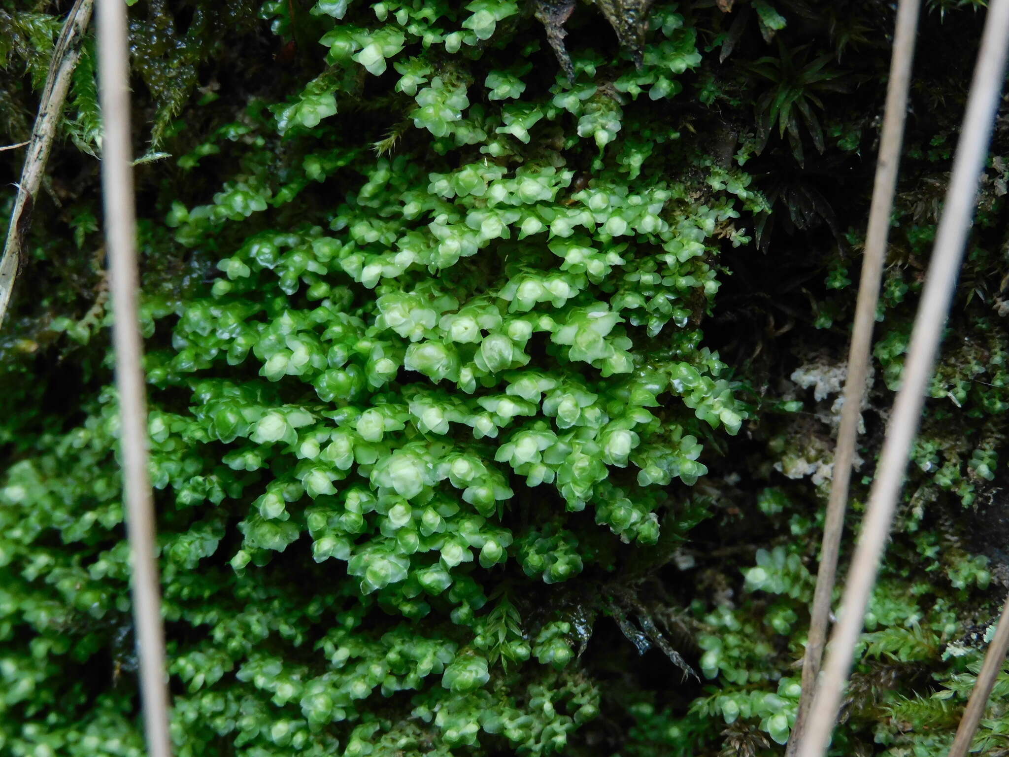 Image of Grove Earwort