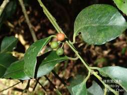 Imagem de Ilex ficoidea Hemsl.