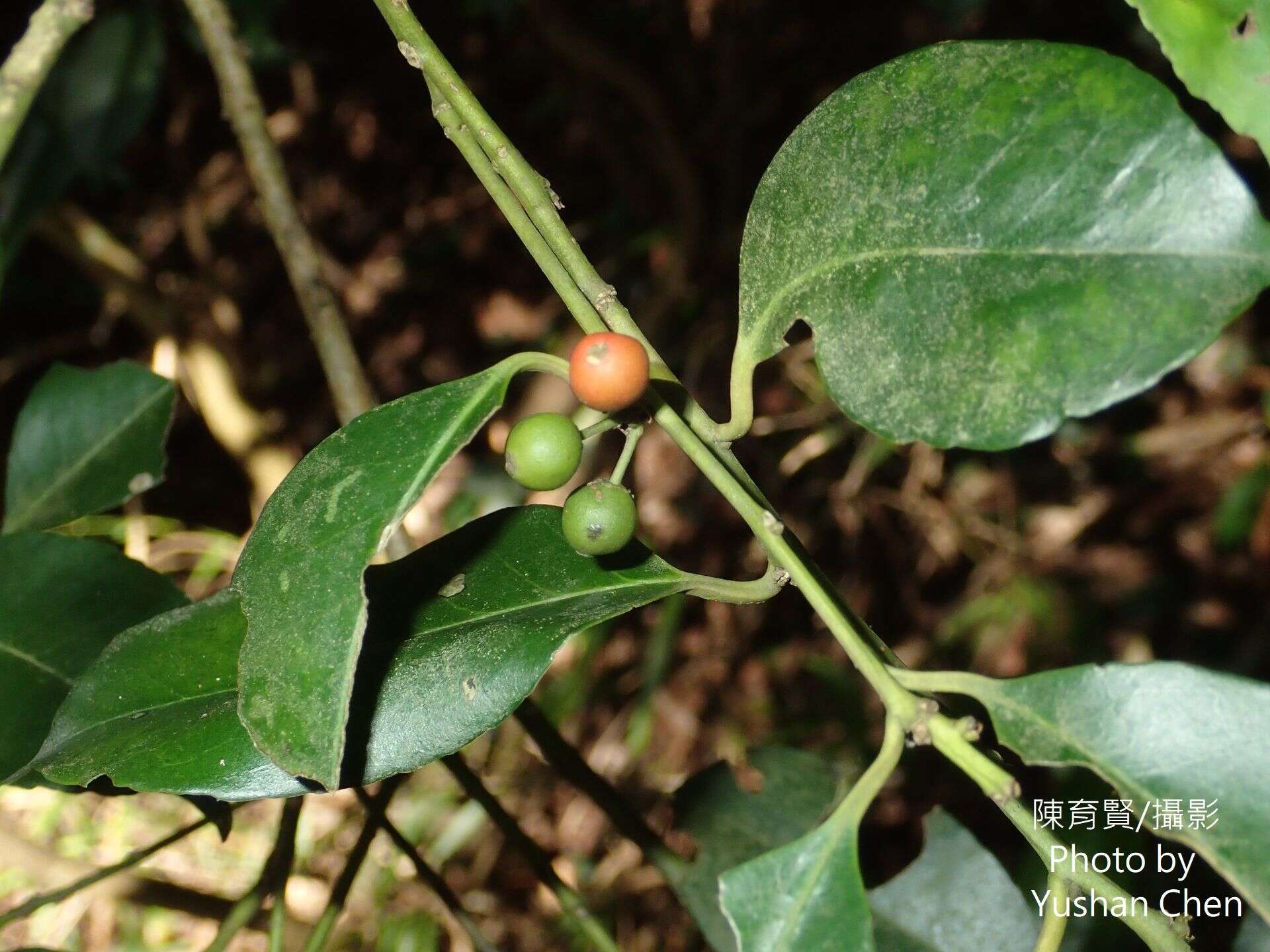 Слика од Ilex ficoidea Hemsl.