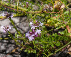 Слика од Lobelia jasionoides var. jasionoides