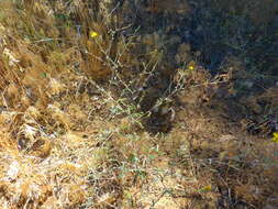 Image of <i>Lessingia <i>glandulifera</i></i> var. glandulifera