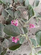 Imagem de Indigofera flavicans Baker