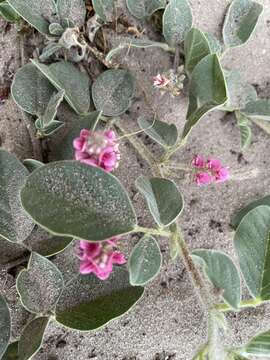 Image of Indigofera flavicans Baker