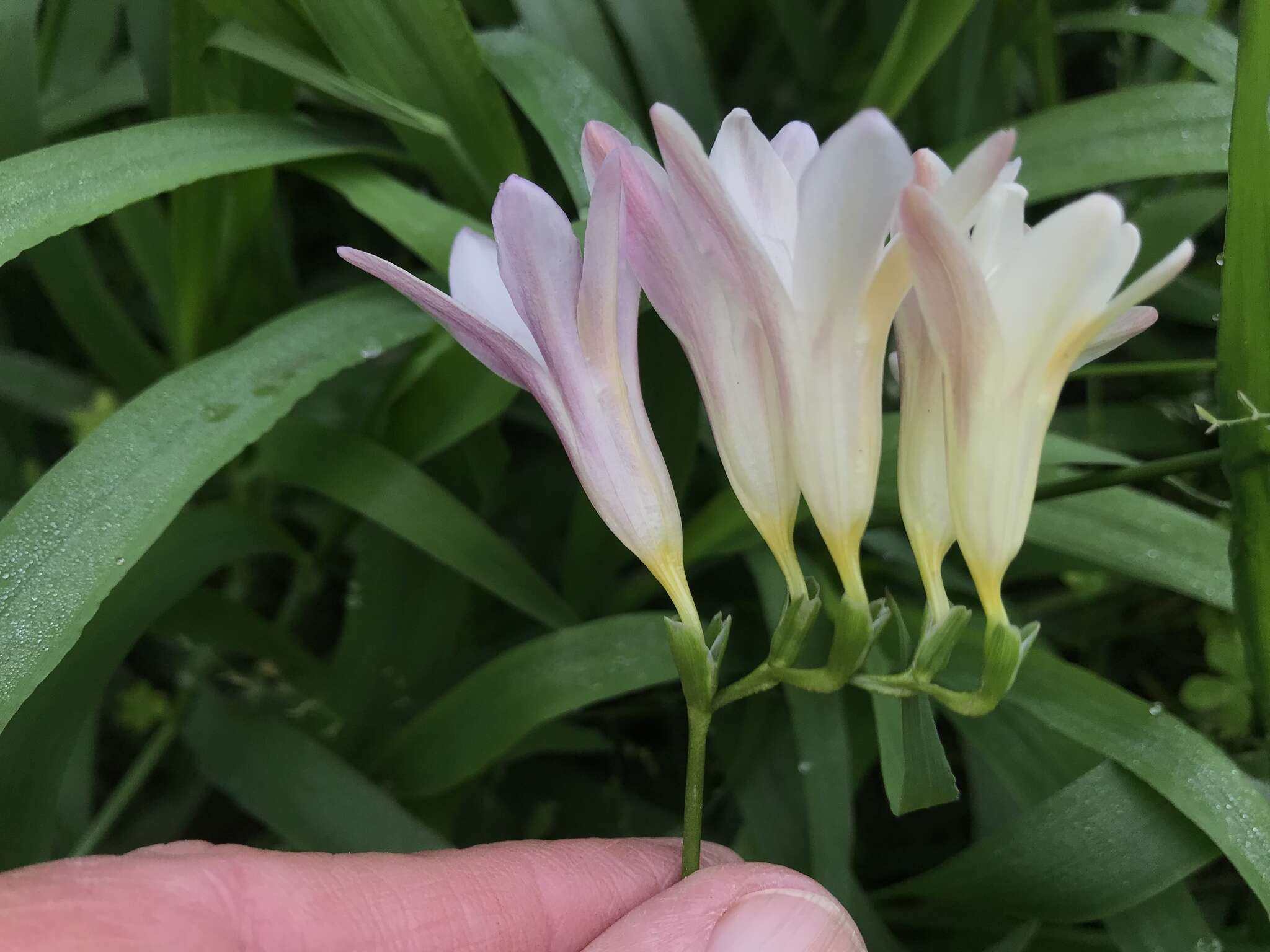 Freesia leichtlinii subsp. alba (G. L. Mey.) J. C. Manning & Goldblatt resmi