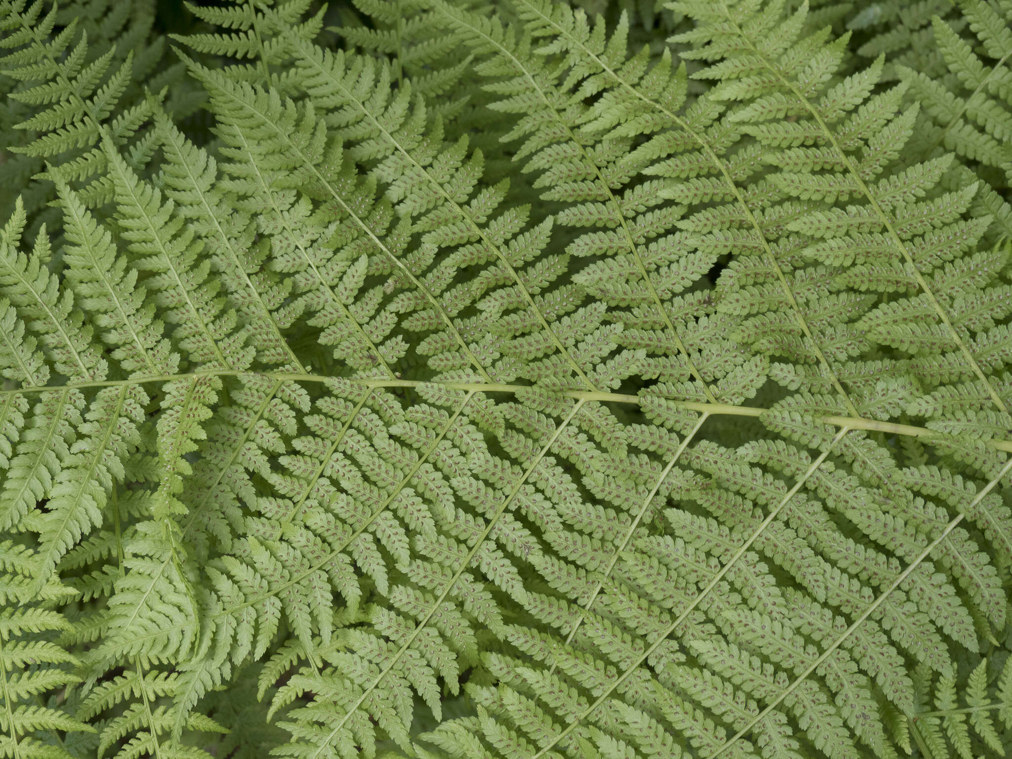 Athyrium asplenioides var. cyclosorum (Rupr.) resmi