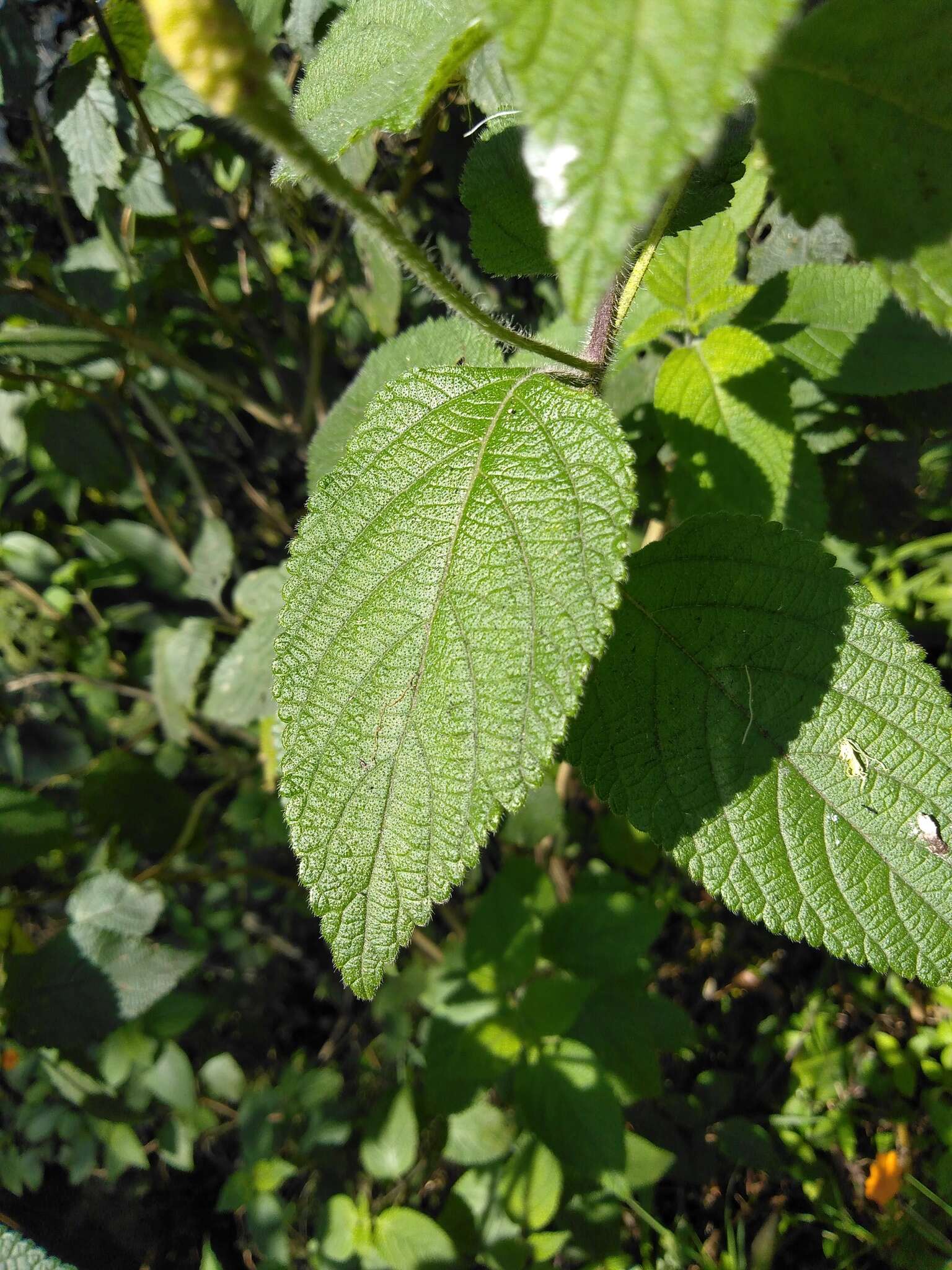 Image of Lantana horrida Kunth