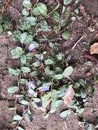 Image of Dwarf Bindweed