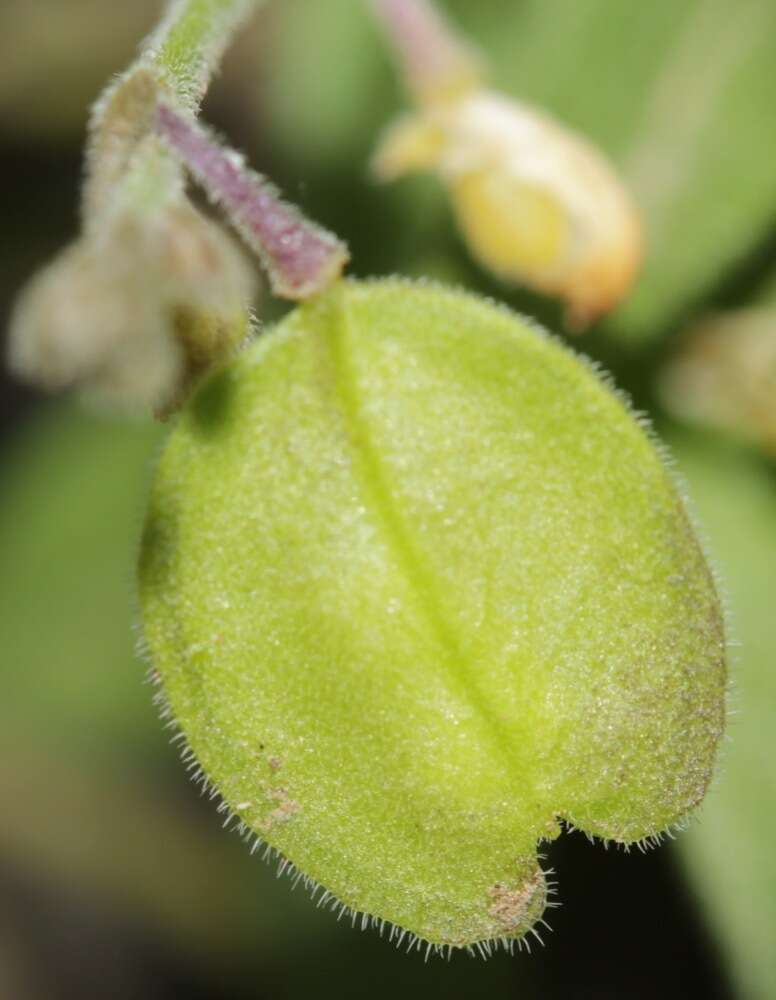 Image of velvetseed milkwort