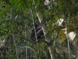 Image of Booted Macaque
