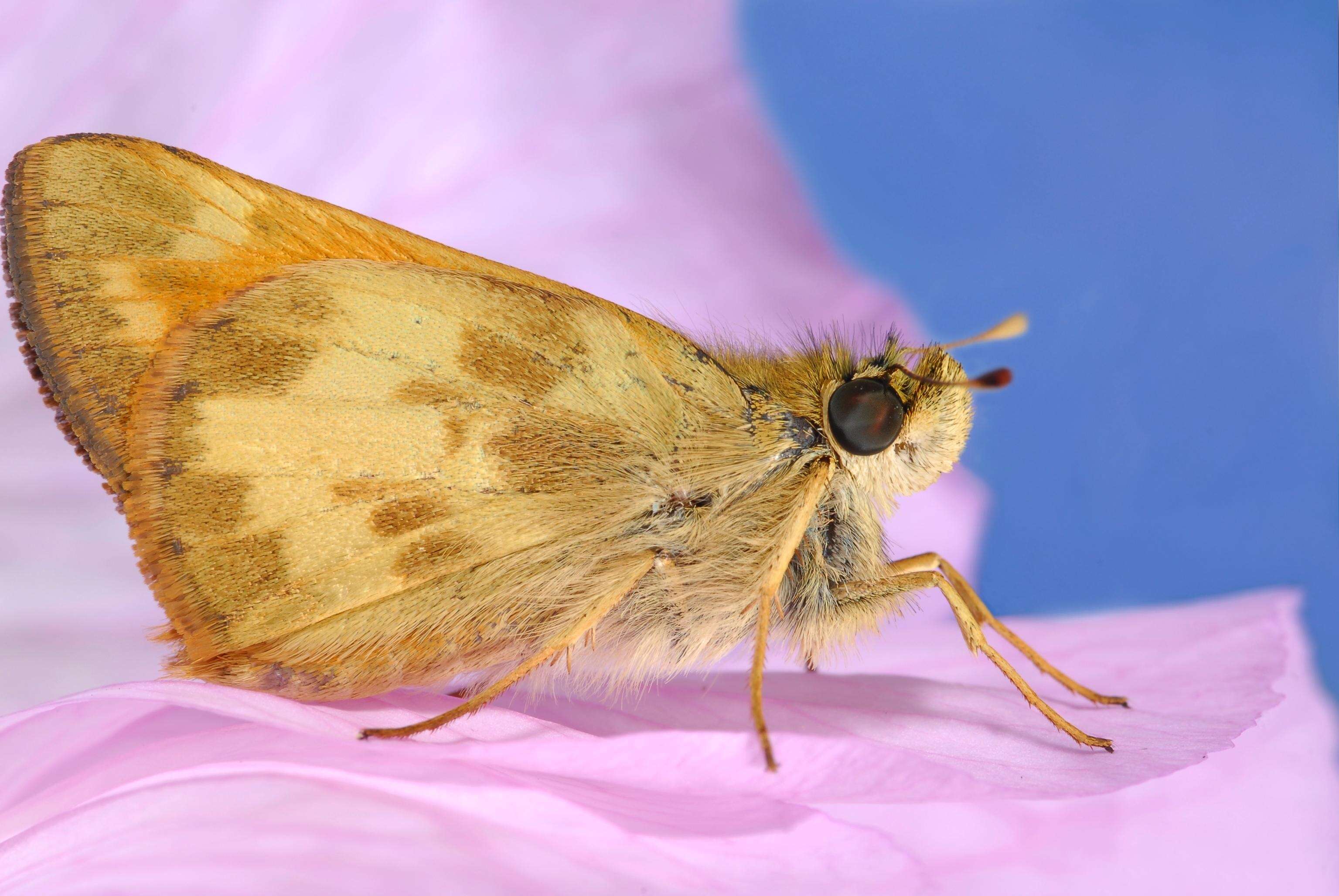 Imagem de Ochlodes sylvanoides Boisduval 1852