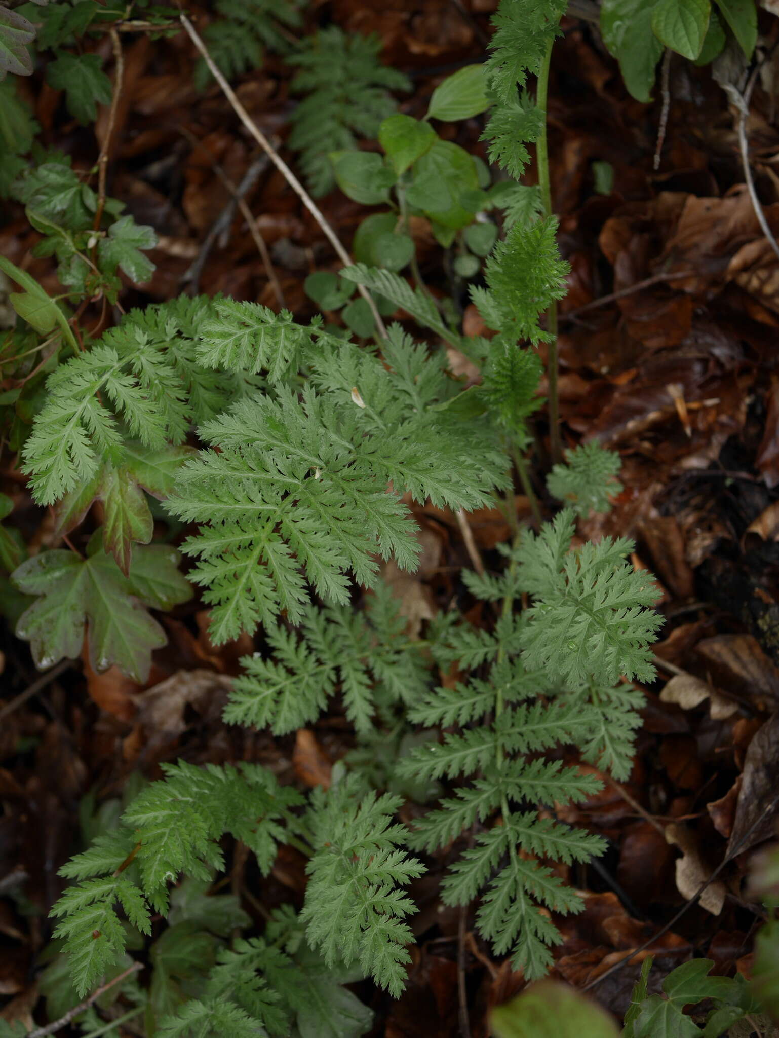 Image of Tanacetum corymbosum subsp. corymbosum