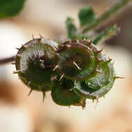 Image of Medicago tornata (L.) Mill.