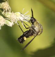 Image of Lepidophora