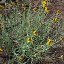 Image of Texas blueweed