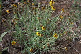 Image of Texas blueweed