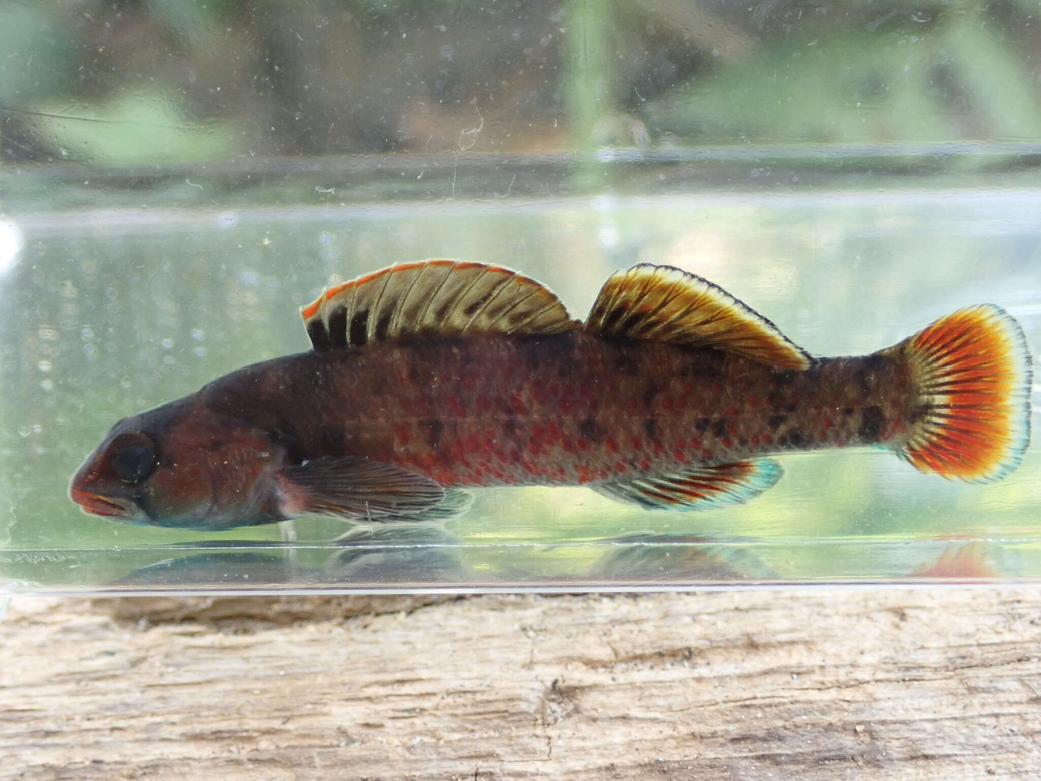 Image of Lipstick darter