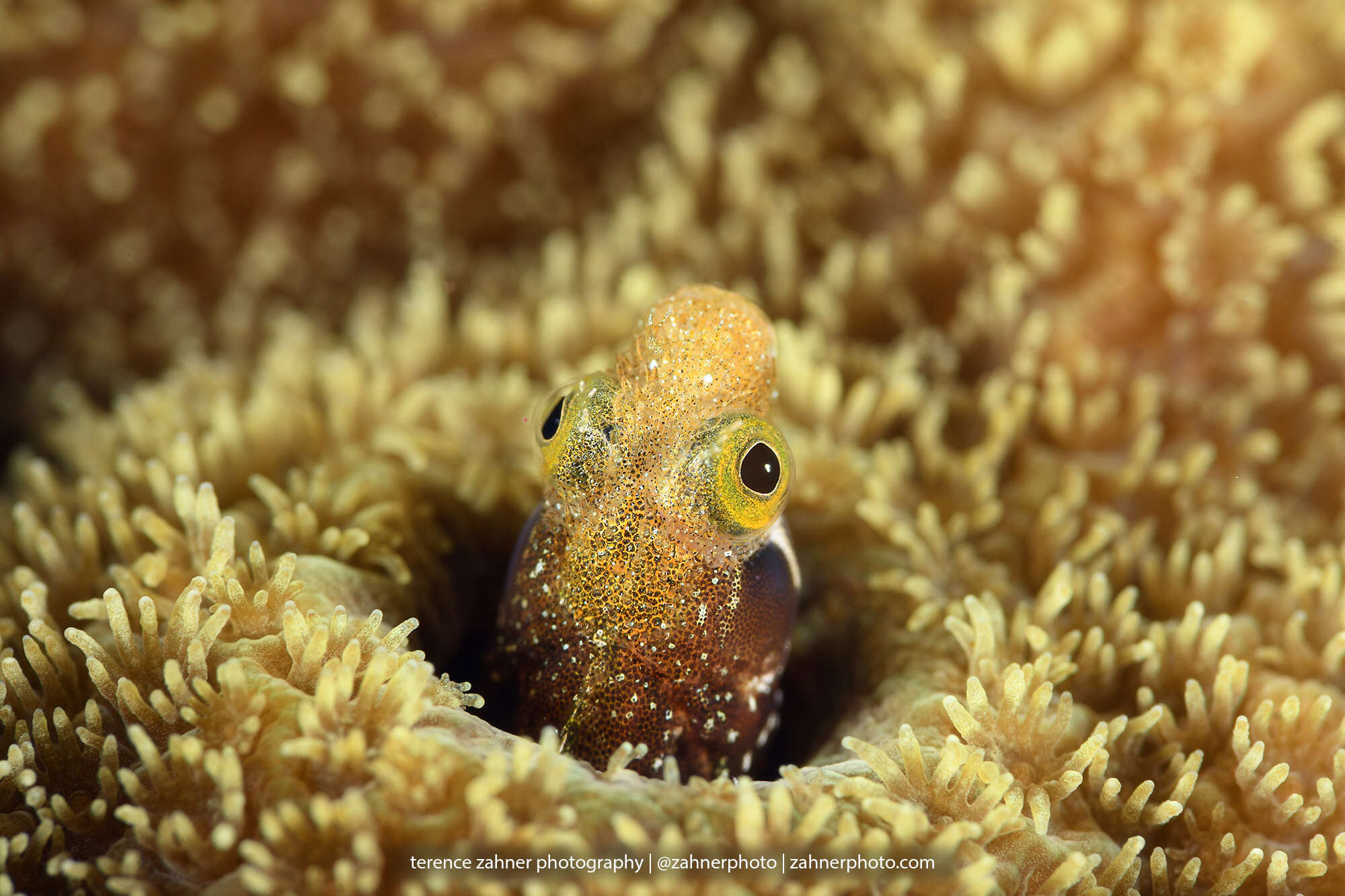 Image of Spiny blenny