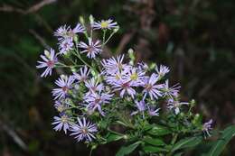 Image of Marsh American-Aster