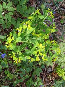 Image of Euphorbia carniolica Jacq.