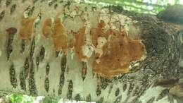 Image of Phellinus betulinus (Murrill) Parmasto 2007