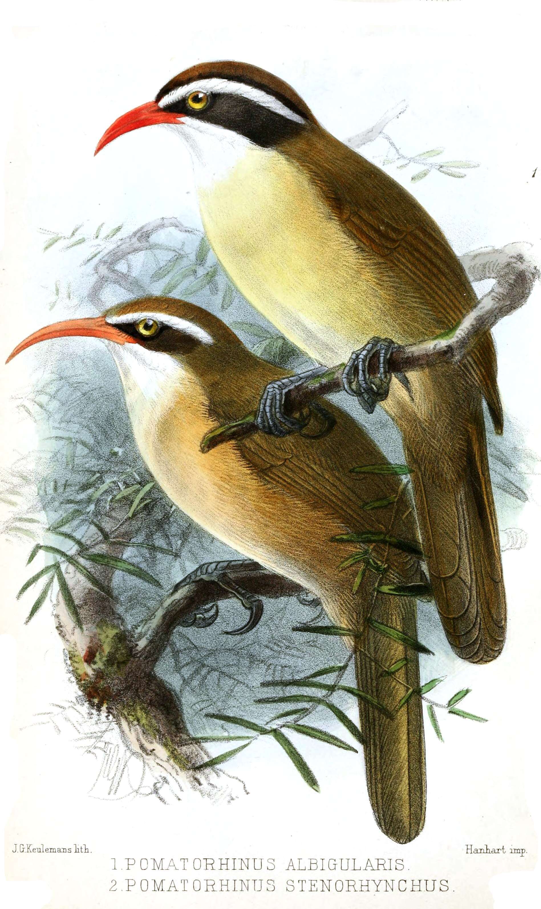 Imagem de Pomatorhinus ochraceiceps Walden 1873