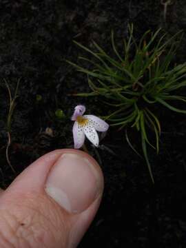 Imagem de Lysipomia brachysiphonia (Zahlbr.) E. Wimm.