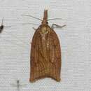 Image of Mosaic Sparganothis Moth