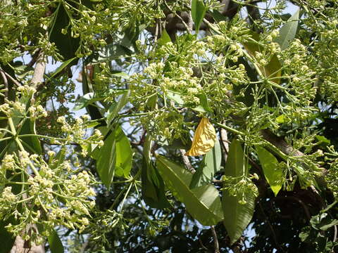 Alstonia boonei De Wild.的圖片