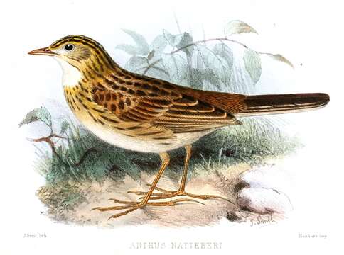 Anthus nattereri Sclater & PL 1878的圖片