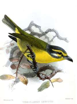 Image of Slaty-capped Shrike-Vireo