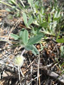 Image de Trifolium eriocephalum Torr. & A. Gray