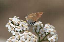 Satyrium spini (Denis & Schiffermüller 1775) resmi