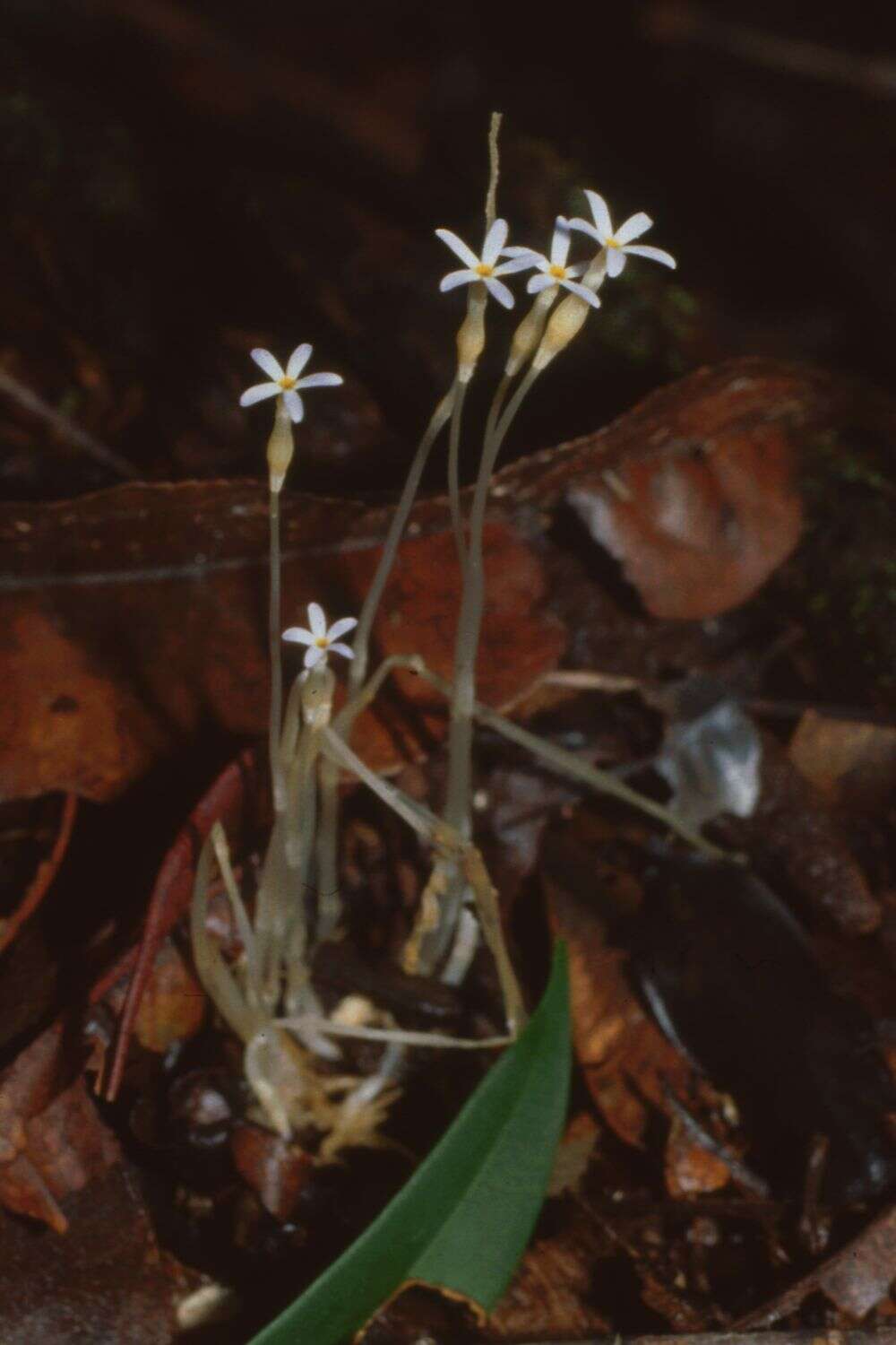 Image of ghostplant