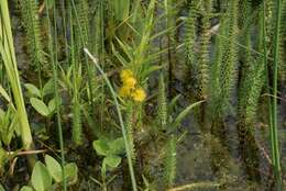 Image of Tufted Loosestrife