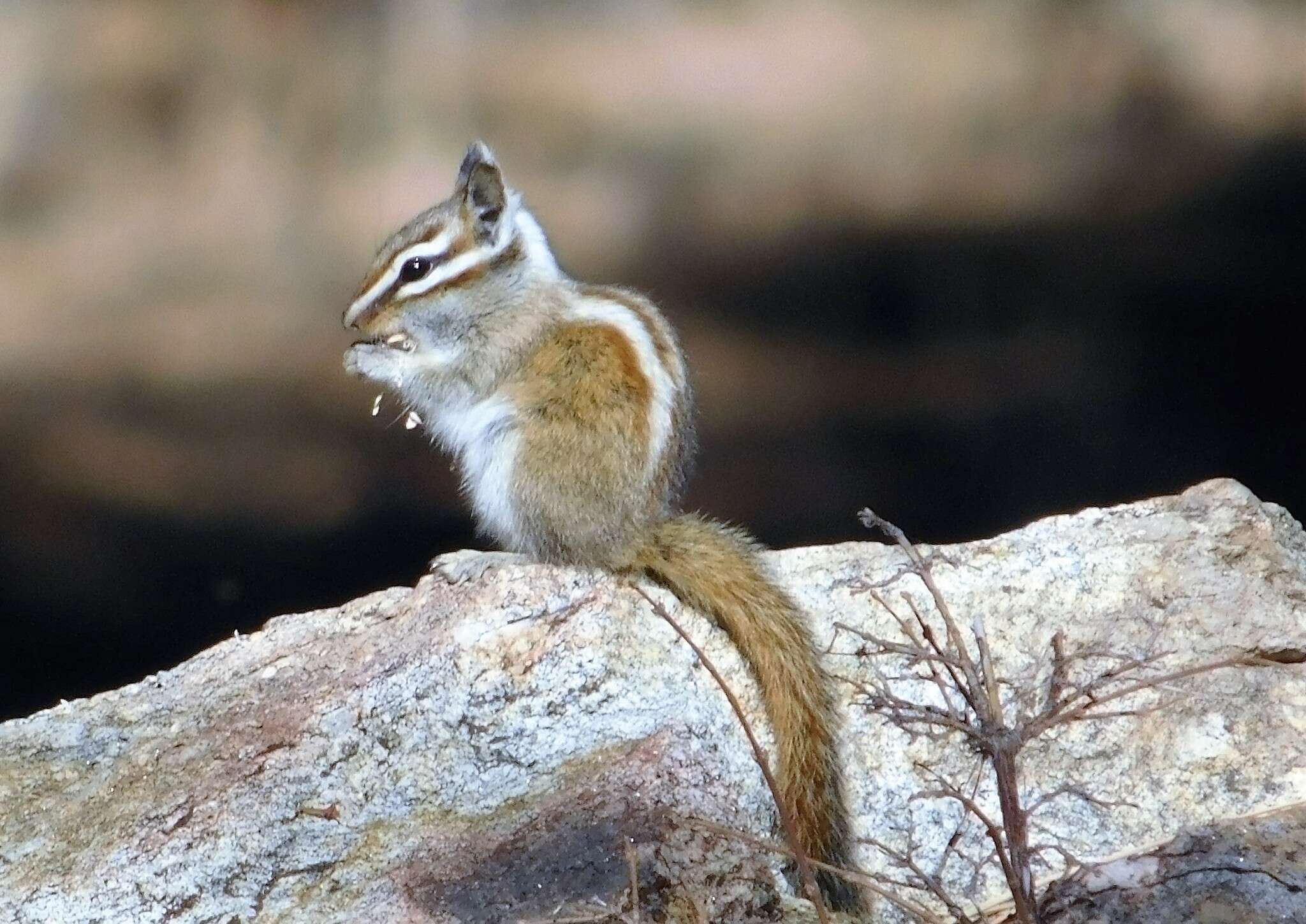 Image of lodgepole chipmunk