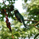 Plancia ëd Trogon violaceus Gmelin & JF 1788