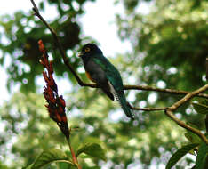 Слика од Trogon violaceus Gmelin & JF 1788